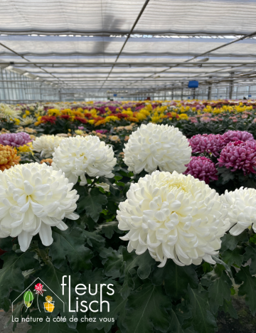 chrysanthème