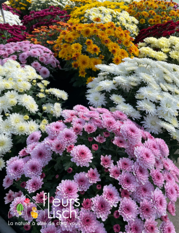 chrysanthème