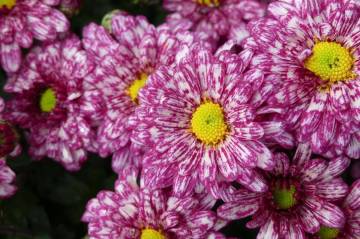 Chrysanthème Fleurs Lisch