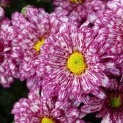 Chrysanthème Fleurs Lisch