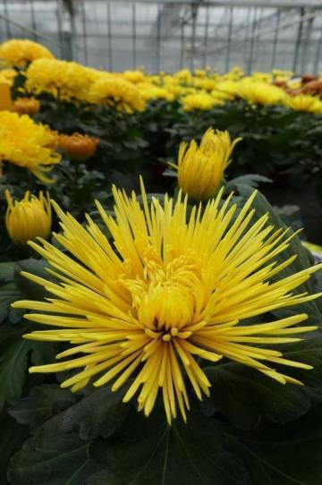 Chrysanthème Fleurs Lisch