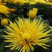 Chrysanthème Fleurs Lisch