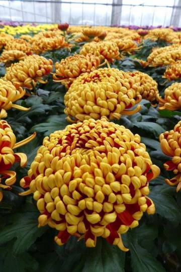 Chrysanthème Fleurs Lisch