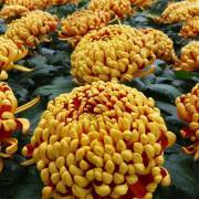 Chrysanthème Fleurs Lisch