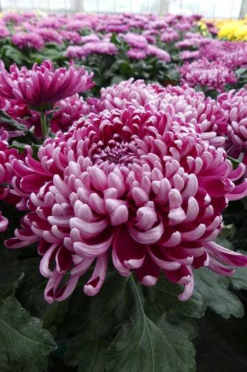 Chrysanthème Fleurs Lisch