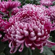 Chrysanthème Fleurs Lisch