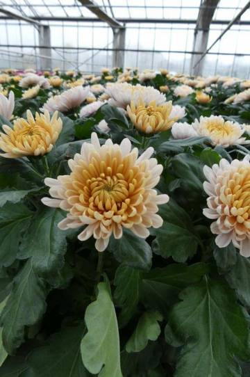 Chrysanthème Fleurs Lisch