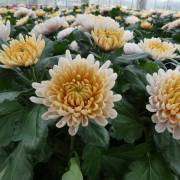 Chrysanthème Fleurs Lisch