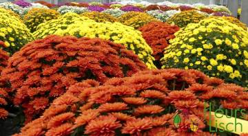 Chrysanthème Fleurs Lisch