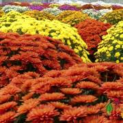 Chrysanthème Fleurs Lisch