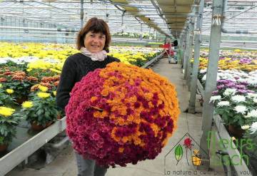 Chrysanthème Fleurs Lisch