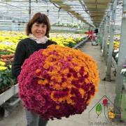 Chrysanthème Fleurs Lisch