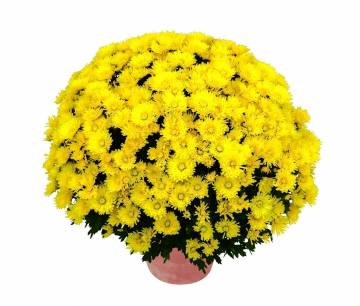 Chrysanthème Fleurs Lisch