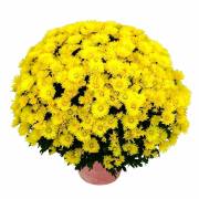 Chrysanthème Fleurs Lisch