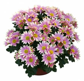 Chrysanthème Fleurs Lisch