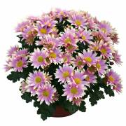 Chrysanthème Fleurs Lisch
