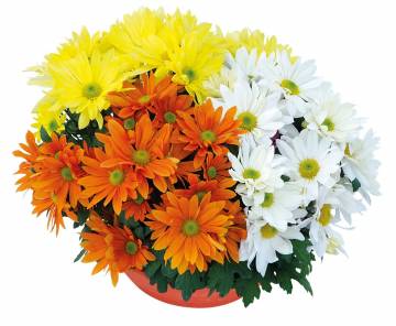 Chrysanthème Fleurs Lisch