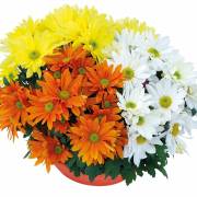 Chrysanthème Fleurs Lisch