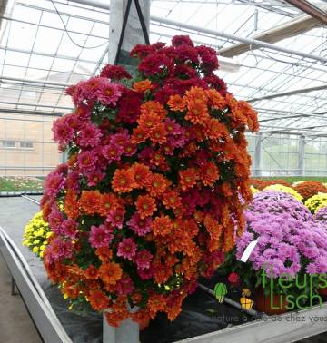 Chrysanthème Fleurs Lisch