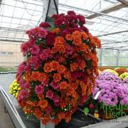 Chrysanthème Fleurs Lisch