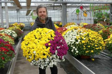 Chrysanthème Fleurs Lisch