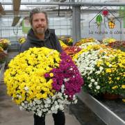 Chrysanthème Fleurs Lisch