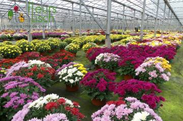 Chrysanthème Fleurs Lisch