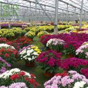 Chrysanthème Fleurs Lisch