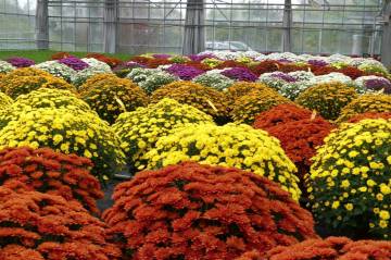 Chrysanthème Fleurs Lisch