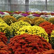 Chrysanthème Fleurs Lisch