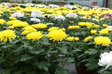 Chrysanthème Fleurs Lisch
