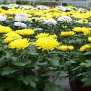 Chrysanthème Fleurs Lisch