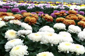 Chrysanthème Fleurs Lisch