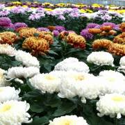 Chrysanthème Fleurs Lisch