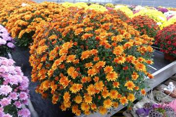 Chrysanthème Fleurs Lisch