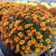 Chrysanthème Fleurs Lisch