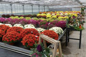 Chrysanthème Fleurs Lisch