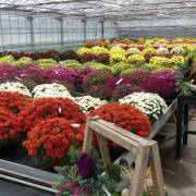 Chrysanthème Fleurs Lisch