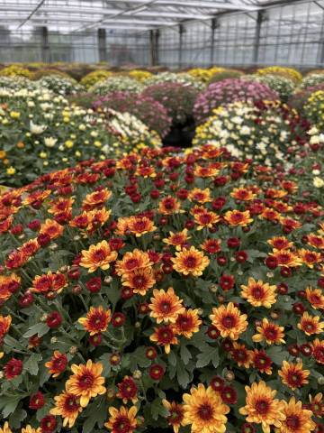 Chrysanthème Fleurs Lisch