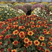 Chrysanthème Fleurs Lisch