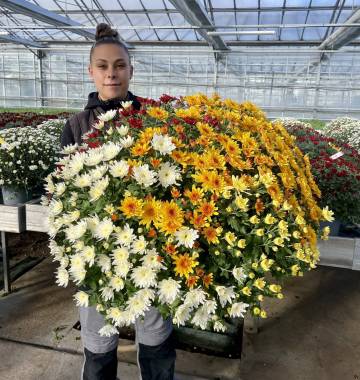 Chrysanthème Fleurs Lisch