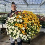 Chrysanthème Fleurs Lisch