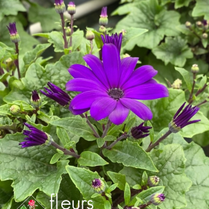 cinéraires des fleuristes