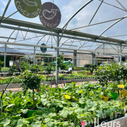 légumes