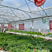 légumes