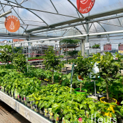 légumes