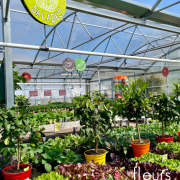 légumes