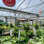 légumes