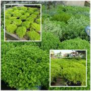 compositions automne