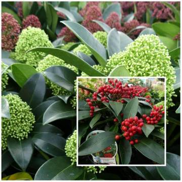 compositions automne